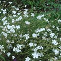 Agrostemma githago 'Ocean Pearl' (2)